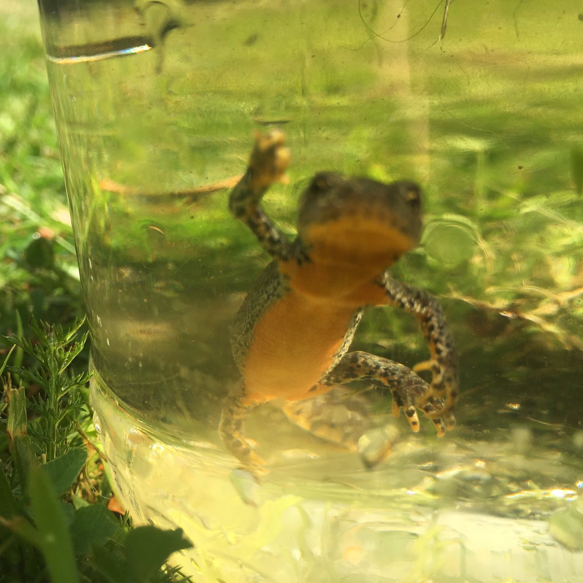 DrRosieBronnert's tweet photo. Deep in #LeicesterLockdown and inspired by @LeicsWildlife, we’ve admired the underbelly of newts, paddled in brooks and had purple tongues from blackberries.

#LessThanFullTime  @Leic_hospital https://t.co/uZhUdF9BaV