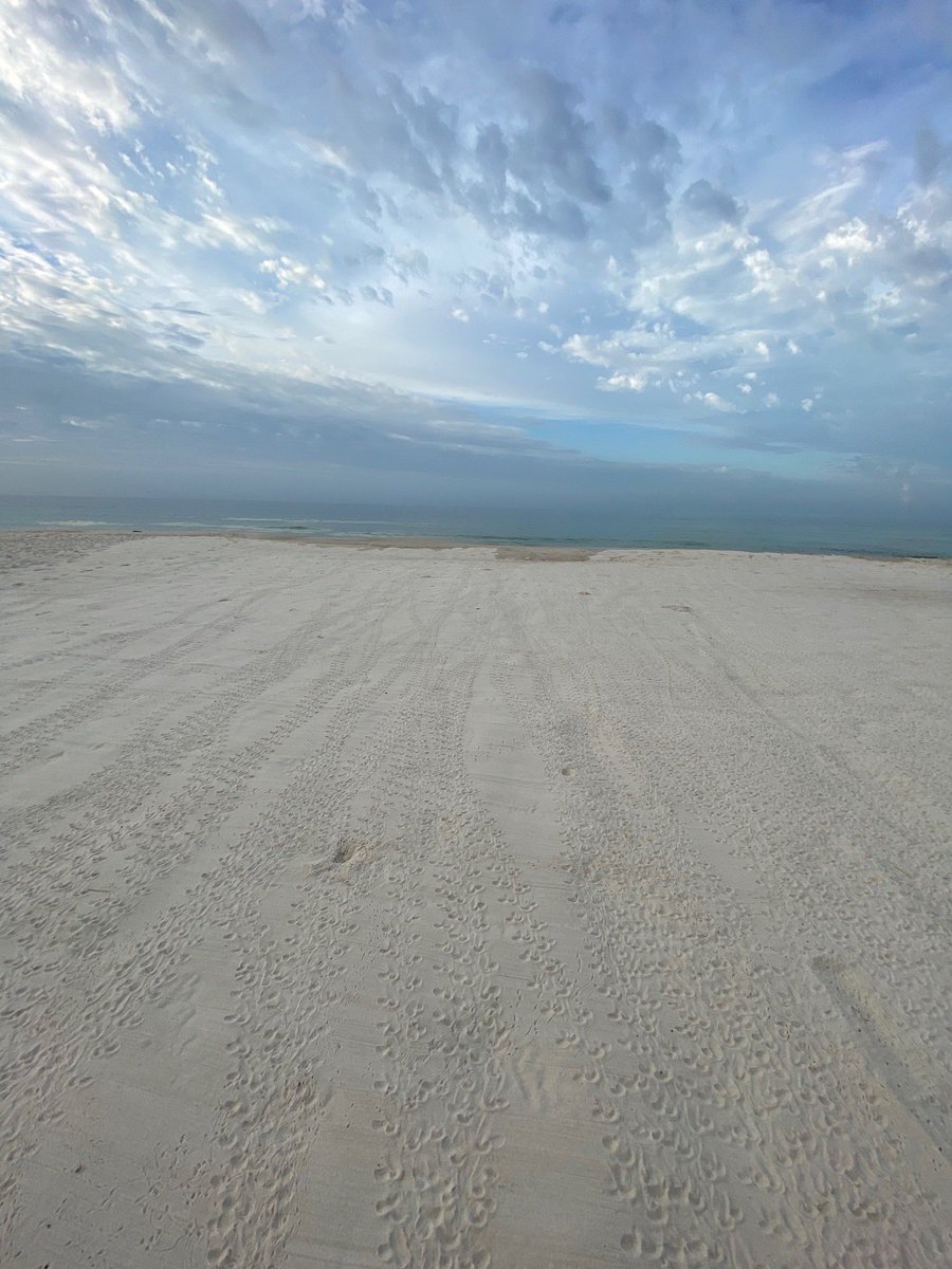 There isn’t much cuter sight than tiny baby sea turtle tracks! These are extra special, since they were made by very rare Green sea turtle babies on our Alabama beach! #sharethebeach #alabamaseaturtles #alabamacoastalfoundation #greenseaturtle