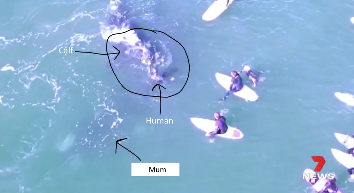 VanessaPirotta's tweet image. Please do not pat #whales. 

#Manly #Sydney #Australia