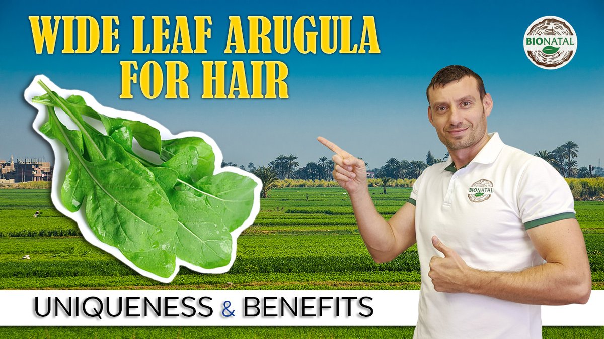 Bionatal Info Wide Leaf Arugula Oil For Hair Benefits Uniqueness On Youtube Channel Bionatal Black Seed Oil T Co V4jxwsb6aa Bionatal Arugula Arugulaoil Taramira Haircare Ayurveda Holistic Naturalcosmetics Hairhealth