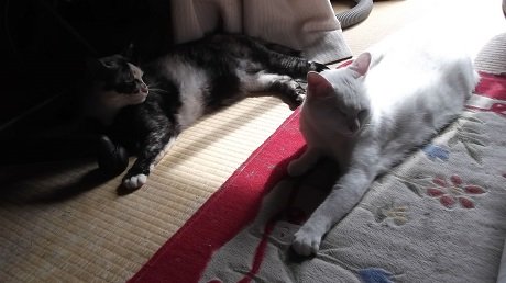 Zoey And Lulu 私たちの取っ組み合いはいつも突然始まる いつもゾーイが仕掛け猫 We Always Suddenly Start Wrestling Zoey Starts Playing Every Time Zoey And Lulu 私たちの取っ組み合いはいつも突然始まる いつもゾーイが仕掛け猫 We Always Suddenly Start Wrestling Zoey Starts Playing Every Time