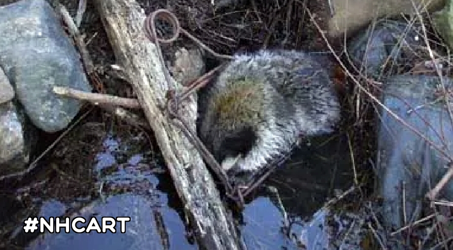 NHCART's tweet photo. This is clearly not humane and not an instant kill like trappers claim. Why do people still believe that traditional sport trapping is humane and necessary? Seriously why? Other than trappers say it is. #NHCART #BanTrapping #Raccoon #TrappingIsNOTHumane https://t.co/vzoz6ID26t