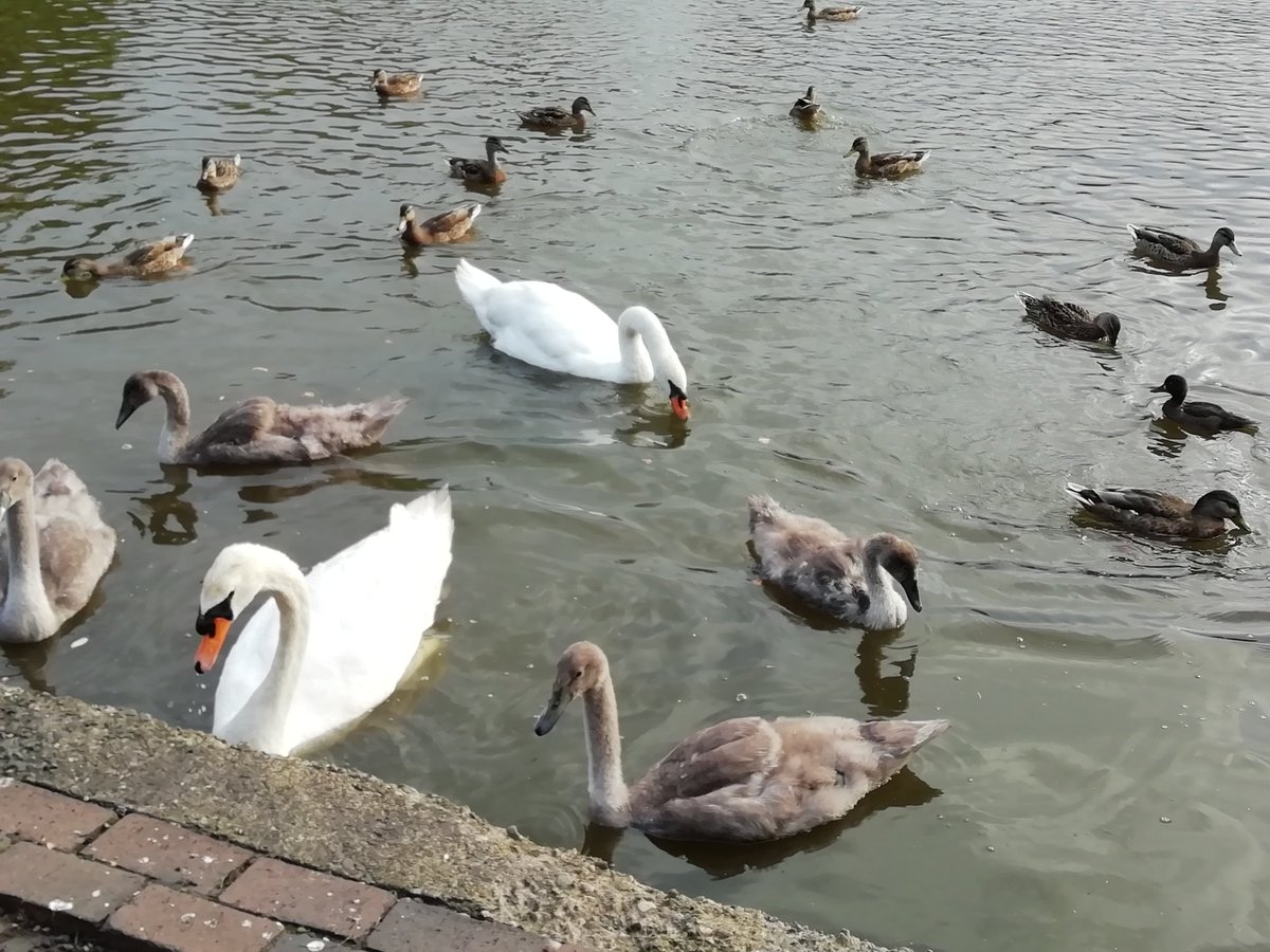 The swans are getting bigger and swannier.