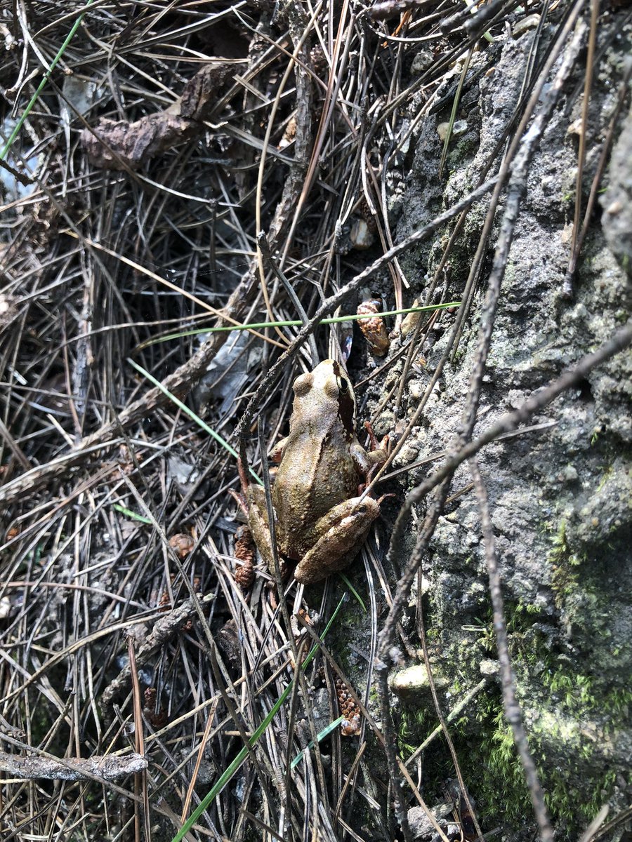 PopsRoo's tweet image. A walk in the woods with scamp today. We hid some rocks and found lots of things to notice and practice #Mindfulness. Top spot was this “camouflage army frog” - off to find out what its really called. @ChrisGPackham #Norfolk #NorfolkRocks #ladybug