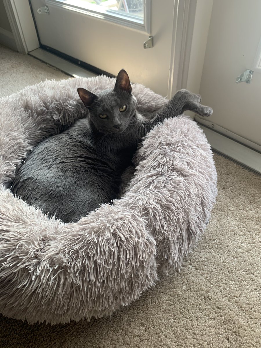 kaydotmarie's tweet photo. What an attitude this boy has... It’s the crossed paws for me. #fromIG https://t.co/gjilhOlEeU