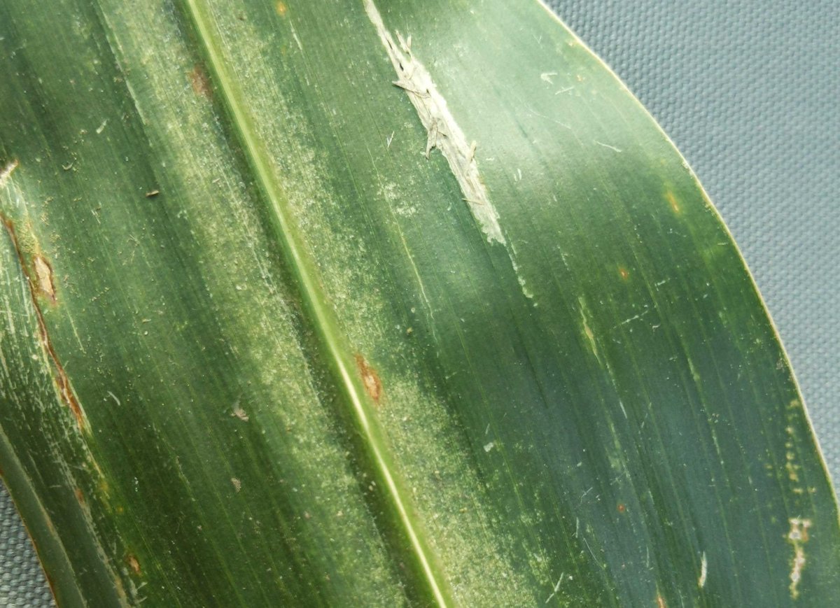 Know2Grow Alert - Spider Mites
nordersupply.com/crop-protectio…