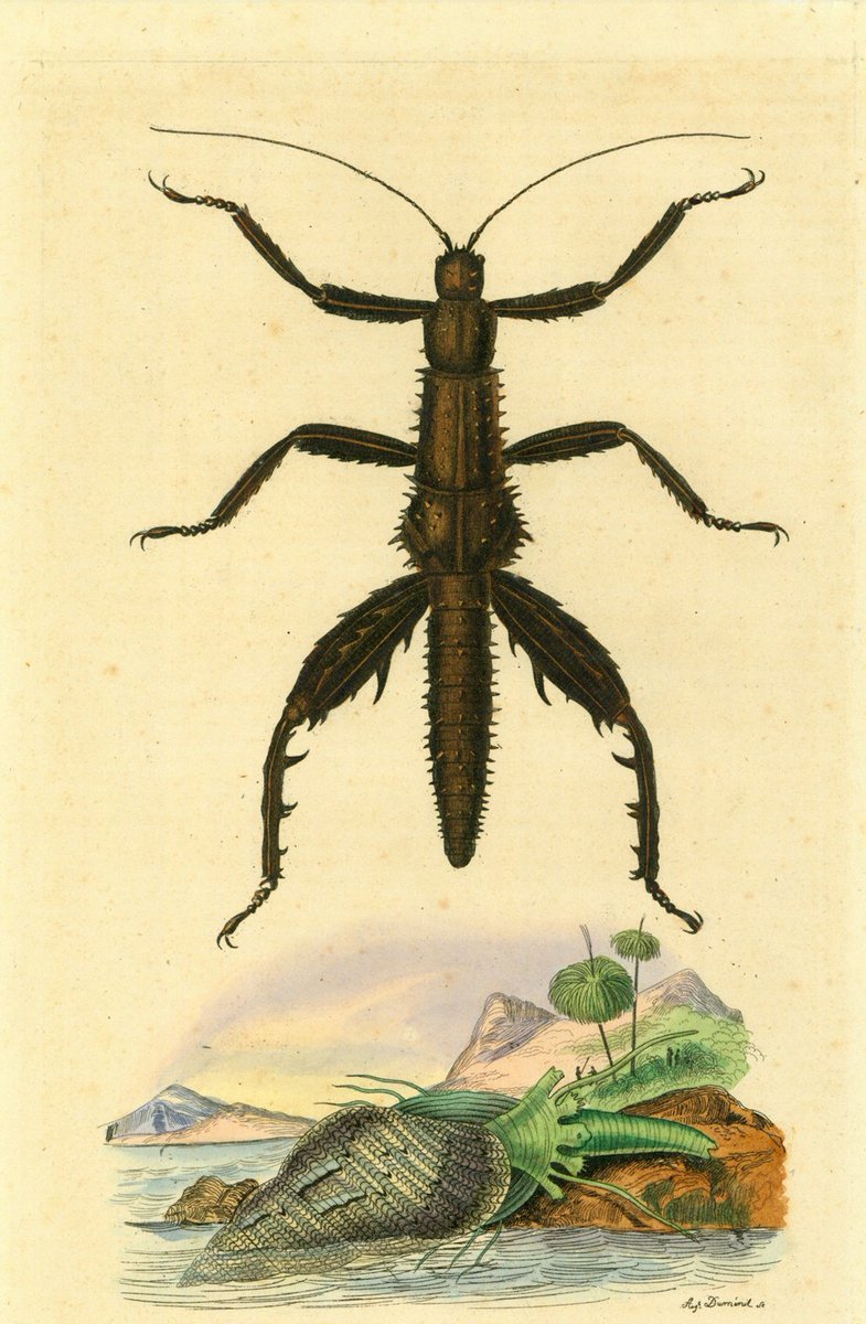 philographikon2's tweet image. Antique #Insects. #Phasianelle, #Phasme
Copper etching. Original hand coloring.
Ca. 1830 and a variety of #bugs. lovelyantiqueprints.com/collections/in…