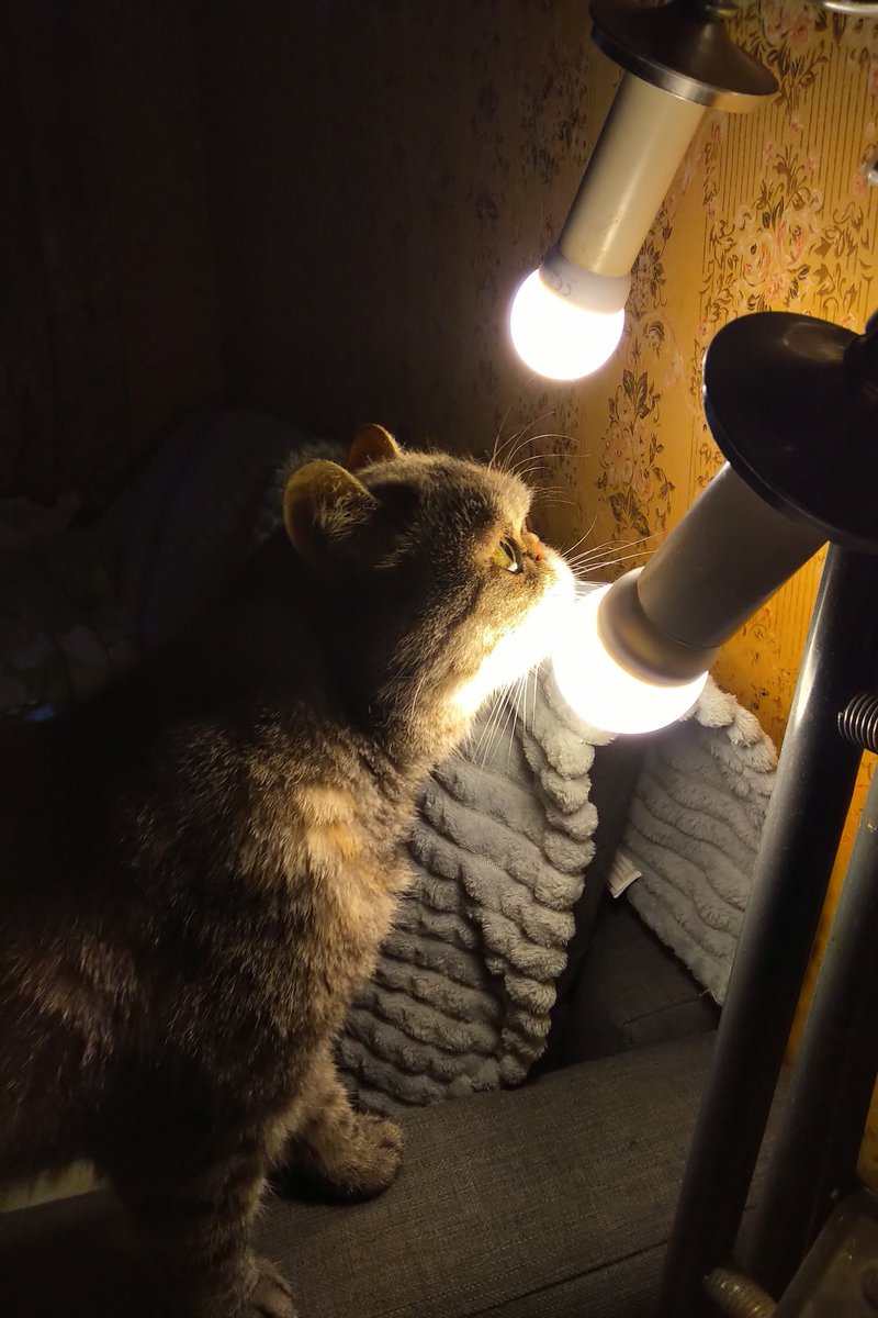 atomic_dust's tweet image. Ламповая Плюха