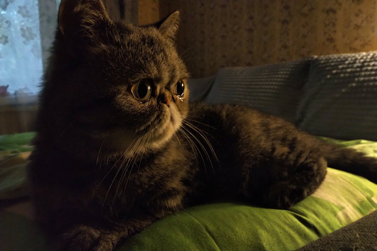 atomic_dust's tweet image. Ламповая Плюха