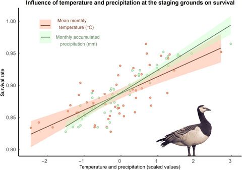 GlobalChangeBio's tweet photo. |EARLY VIEW|
Temperature and precipitation at migratory grounds influence demographic trends of an Arctic‐breeding bird @susandoyle44 @barryjmcmahon @npwsBioData @IrishResearch

📝https://t.co/nhco9xTc0F https://t.co/DopDj4KNhD