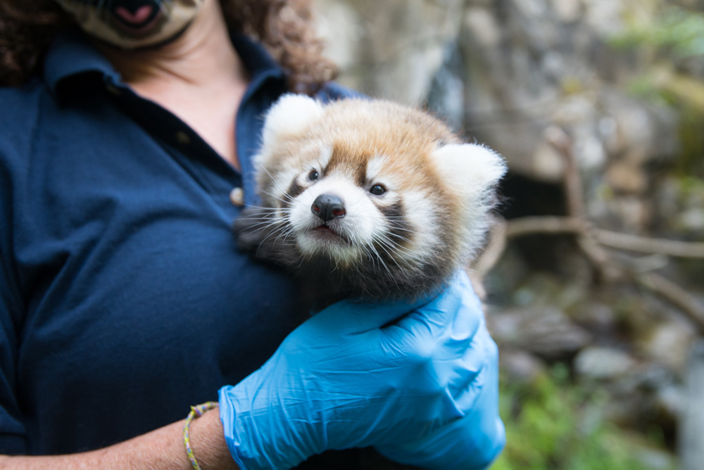 OregonZoo's tweet image. Vets and animal-care staff conducted their first checkup of Mei Mei's 6-week-old cub today, which is how we found out that baby is boy. Video: Megan Tate Hagedorn