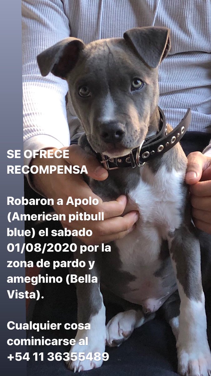 octa_castello's tweet photo. El dia sabado 01/08/2020 entraron a robar a mi casa y se llevaron a mi perro, un cachorro american pitbull blue de 4 meses. No se que intención tendrán estas “personas” que se lo llevaron pero quiero recuperar a mi cachorro. Se agradece que el que pueda que me ayude a difundir. https://t.co/FXSbbeB2ov