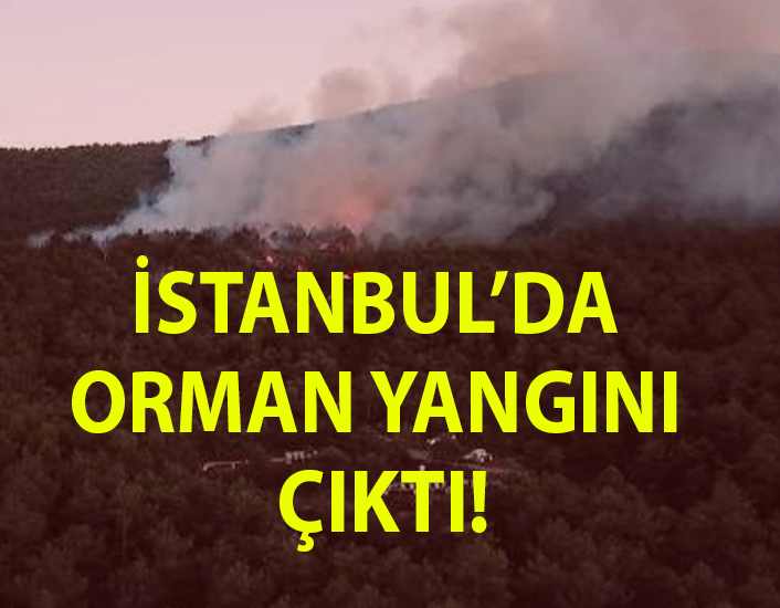 İstanbul’da Ataşehir’de orman yangını çıktı!
kamuilanlari.com/istanbulda-ata…