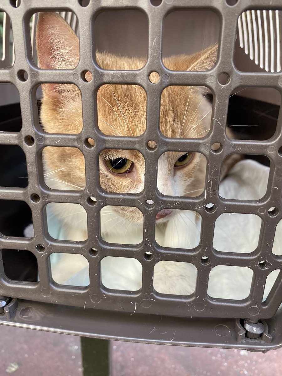 NegusIV's tweet photo. Le chat de 2 ans que ma copine a adopté en juin, on vient de découvrir qu’il a une maladie cardiaque et un œdème pulmonaire. Elle a lancé une cagnotte leetchi si vous pouvez aider RT &amp; PARTAGEZ AU MAX SVP 🙏🏻🧡✨ #BebeOsi 
https://t.co/iWSdeJbcDH https://t.co/G0OtDEx2Au