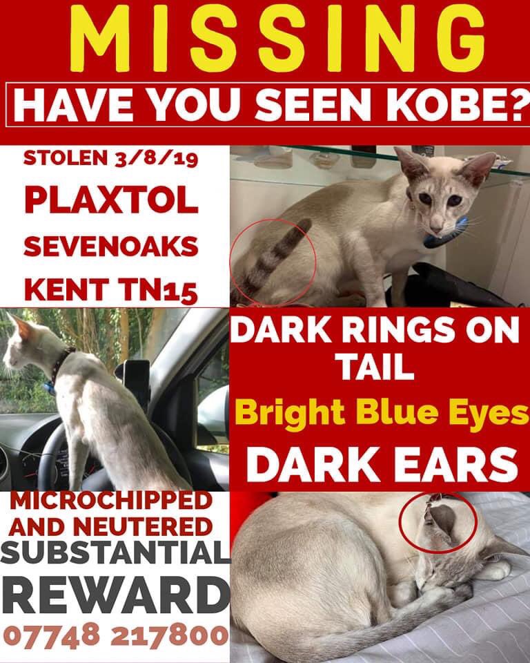 #FindKobe 
Vanished 3/8/19 1yr AGO
At approx 1pm his #GPSTracker stopped working 🤔
2pm collar was found ‘undone’ on the ground 
Is he safe? Who took him? #cattheft heartbreaking 

Petition: Make pet theft crime a specific offence with custodial sentences. petition.parliament.uk/petitions/3000…