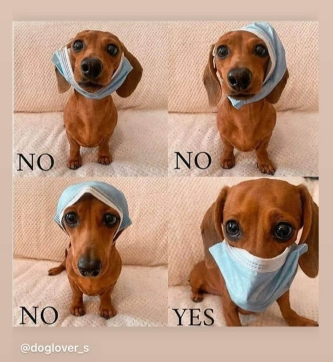 policia's tweet photo. Hasta tu amigo peludo 🐶 sabe cómo llevar la #mascarilla de manera correcta.

Por si todavía tienes alguna duda, aprende de él. 👇

We 💙 Animals https://t.co/9XHc4bFXA1