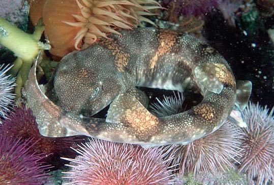 samsdailysharks's tweet image. leave him alone he’s shy 

#sharks #puffadder #ocean
