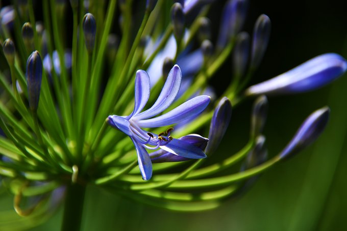 アガパンサスのtwitterイラスト検索結果