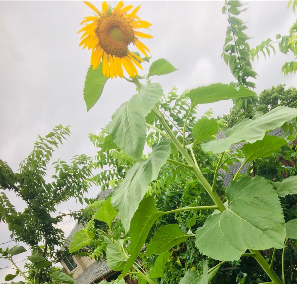 Since I couldn't travel home this summer, I decided to bring a little part of Italy to my backyard. #italianatours

#travelitaly  #wishyouwerehere #italianatours #loves_italia #italygram #italytravel #living_europe #wonderfuldestinations  #wanderlust #italianadventure