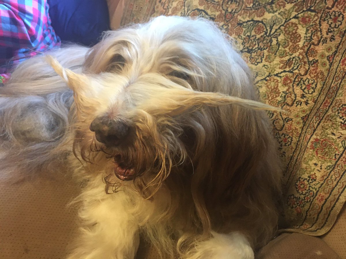 blakeinav's tweet image. Marla said I shouldn't give MacPherson the dog a Salvador Dali moustache.  I think he likes it.  #blamar #beardercollie #dog #beardie