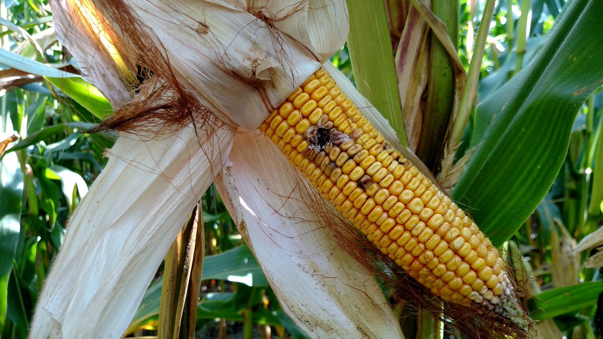 Bruce MacKellar tweet media