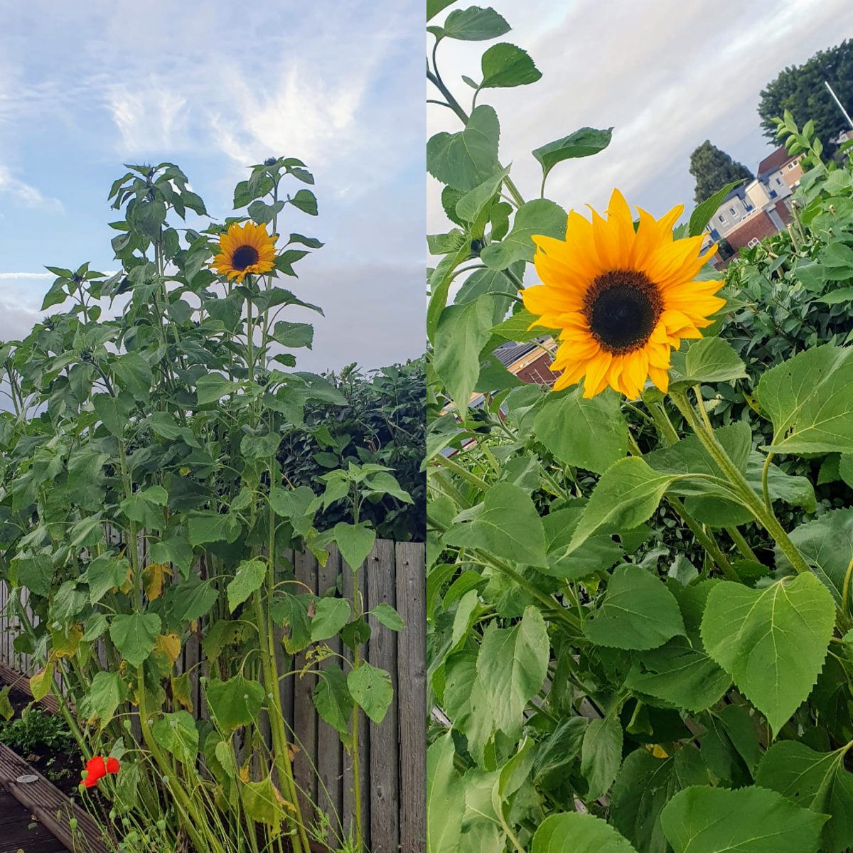 leight18's tweet image. Check this big beauty we have grown in my garden!! #lovesunflowers