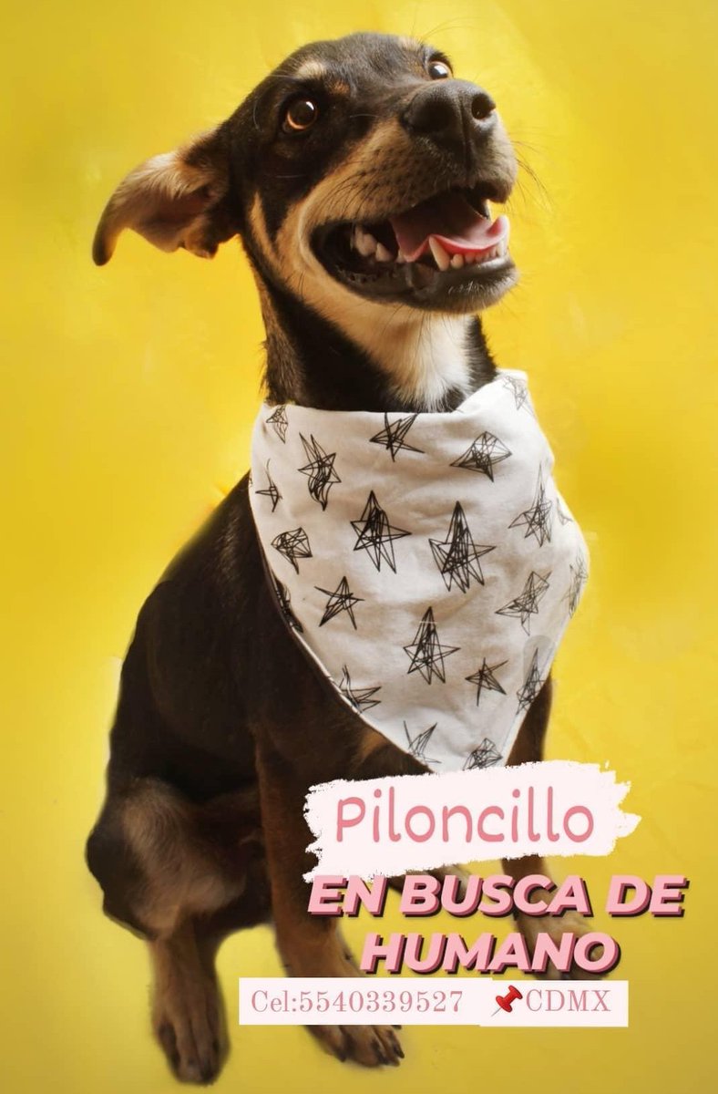 BunnaPerruna's tweet photo. 🙏Comparte🙏
Piloncillo
🐶Macho
🐶Aprox 6 meses 
🐶Será talla mediana-grande
🐶 Sociable y juguetón 
🐶Desparasitado
🐶Educado para ir al baño fuera de casa
📍CDMX/Metro nopalera Requisitos de adopción:
 Entrevista previa
✨ Comprobante de domicilio
✨INE
✨ Visita al domicilio https://t.co/kjXNdEtkYg