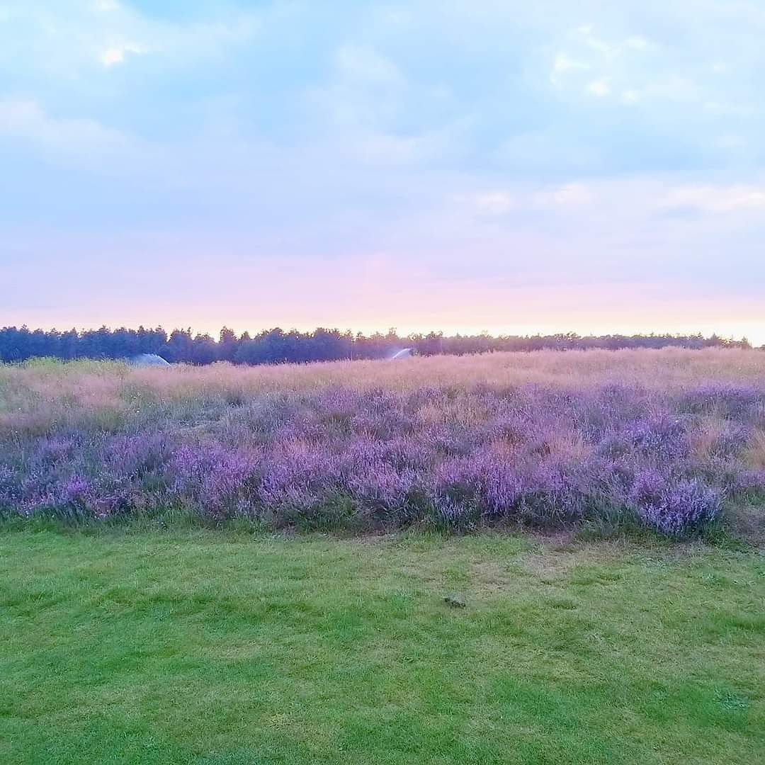 Heeft u de hei al in bloei gezien? Prachtige kleuren die lijken de reflecteren in de lucht. 🥰

#hole18 #zonsondergang #someren #swinkelsche #somerennatuurlijk #heather #sunset