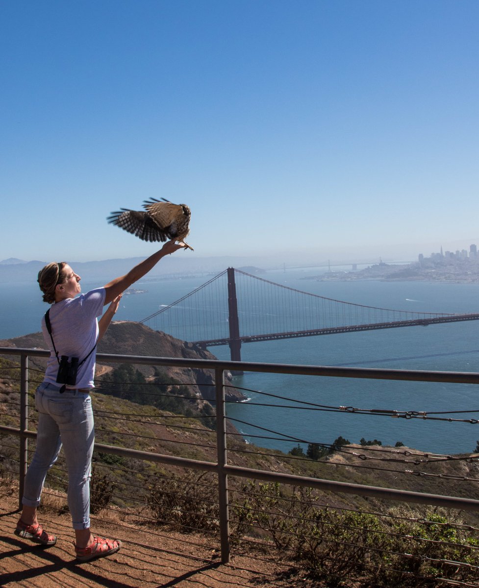 GGRO_raptors's tweet photo. GGRO's newest publication on radio-tagged Broad-winged Hawks was just published to The Wilson Journal of Ornithology!
https://t.co/01KfNhITqK
Pictured: Former GGRO intern Kris Dudus releases a radio-tagged BWHA. ๐ท: David Jesus
#GGRO #Raptors #BWHA #RadioTelemetry #Parks4All https://t.co/XfskvwYFdv