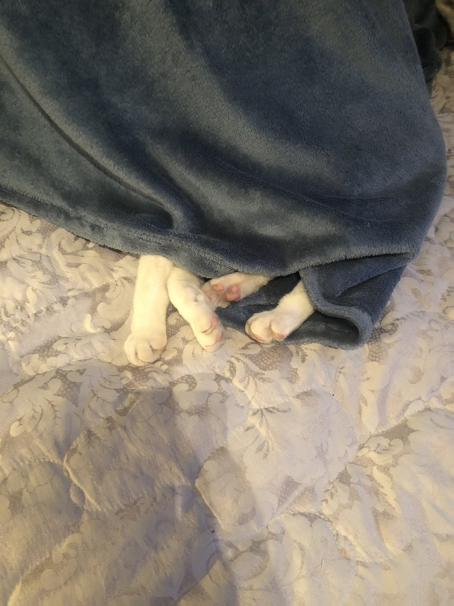 fayedelline's tweet photo. I think itโs bedtime #kittybeans #footchicken #cats #CatsOfTwitter #weratecats https://t.co/yEVfQwvTIh