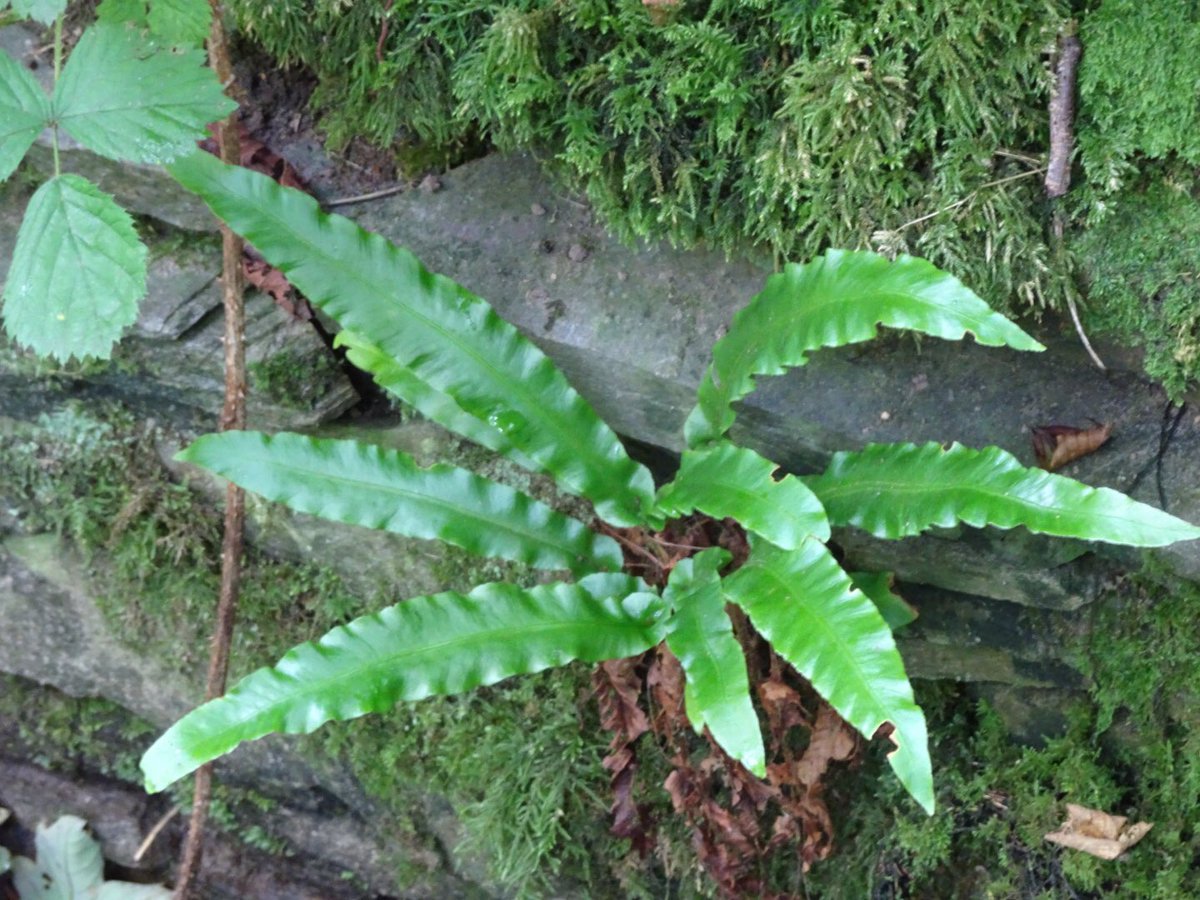becky_cmd's tweet photo. This time one for the #pteridologists! All seen on #Colonsay, Inner #Hebrides and presumably all native? Delicate and varied. @BSBIbotany https://t.co/MsiFyc0YnR