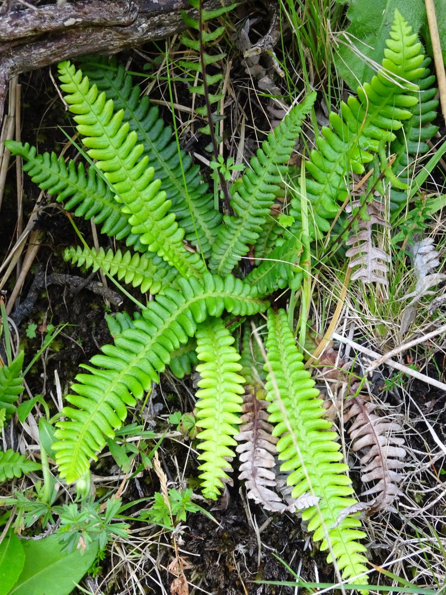 becky_cmd's tweet photo. This time one for the #pteridologists! All seen on #Colonsay, Inner #Hebrides and presumably all native? Delicate and varied. @BSBIbotany https://t.co/MsiFyc0YnR