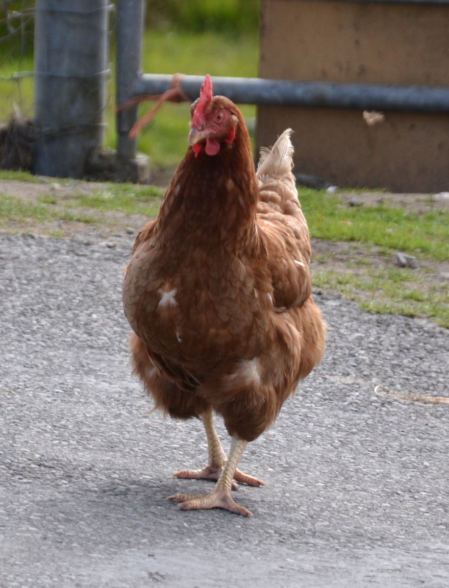 ArdaraghEast's tweet image. Enjoying the  Bank Holiday weather...#takingiteasy...