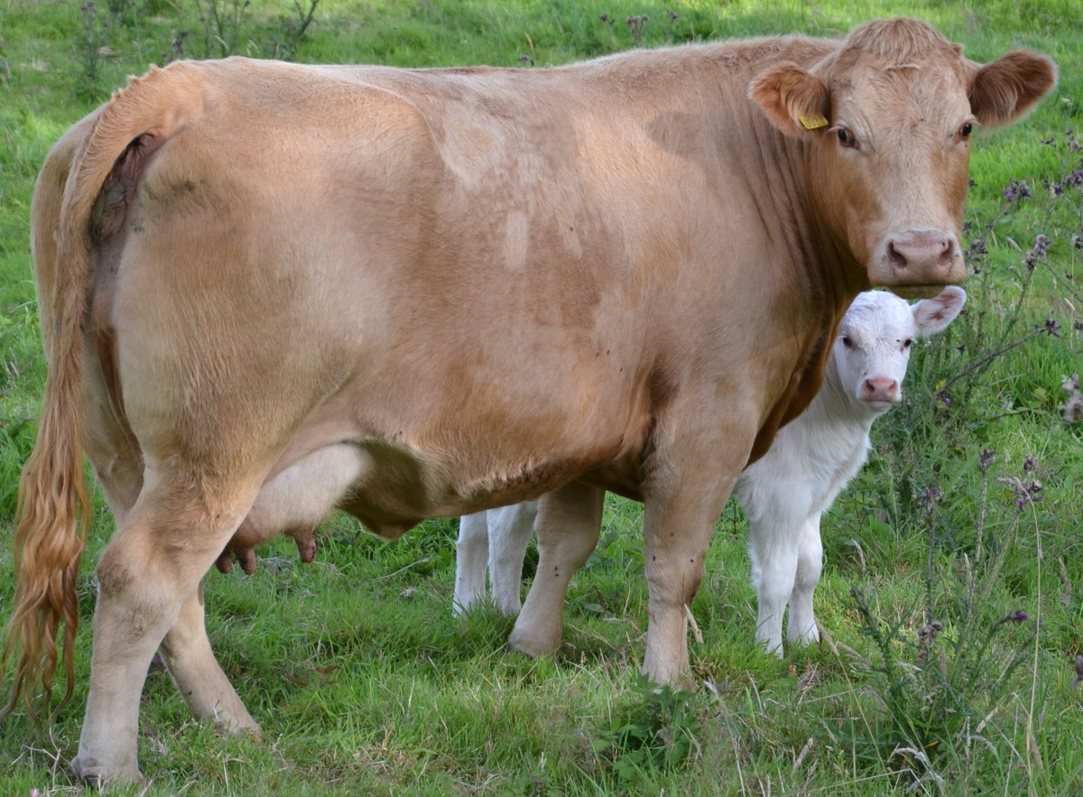 ArdaraghEast's tweet image. Enjoying the  Bank Holiday weather...#takingiteasy...