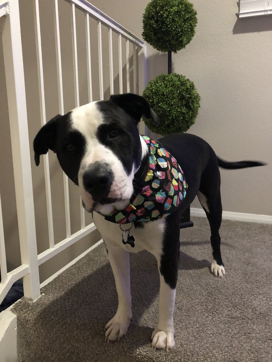 gordo_dog's tweet image. To all my Twitter followers, tell your furry friends to give me a follow!! (If they don’t already) just R/T this and help me get more followers!
#Woof #GordoTheDog #BulladorLife #Bullador #dogsoftwitter