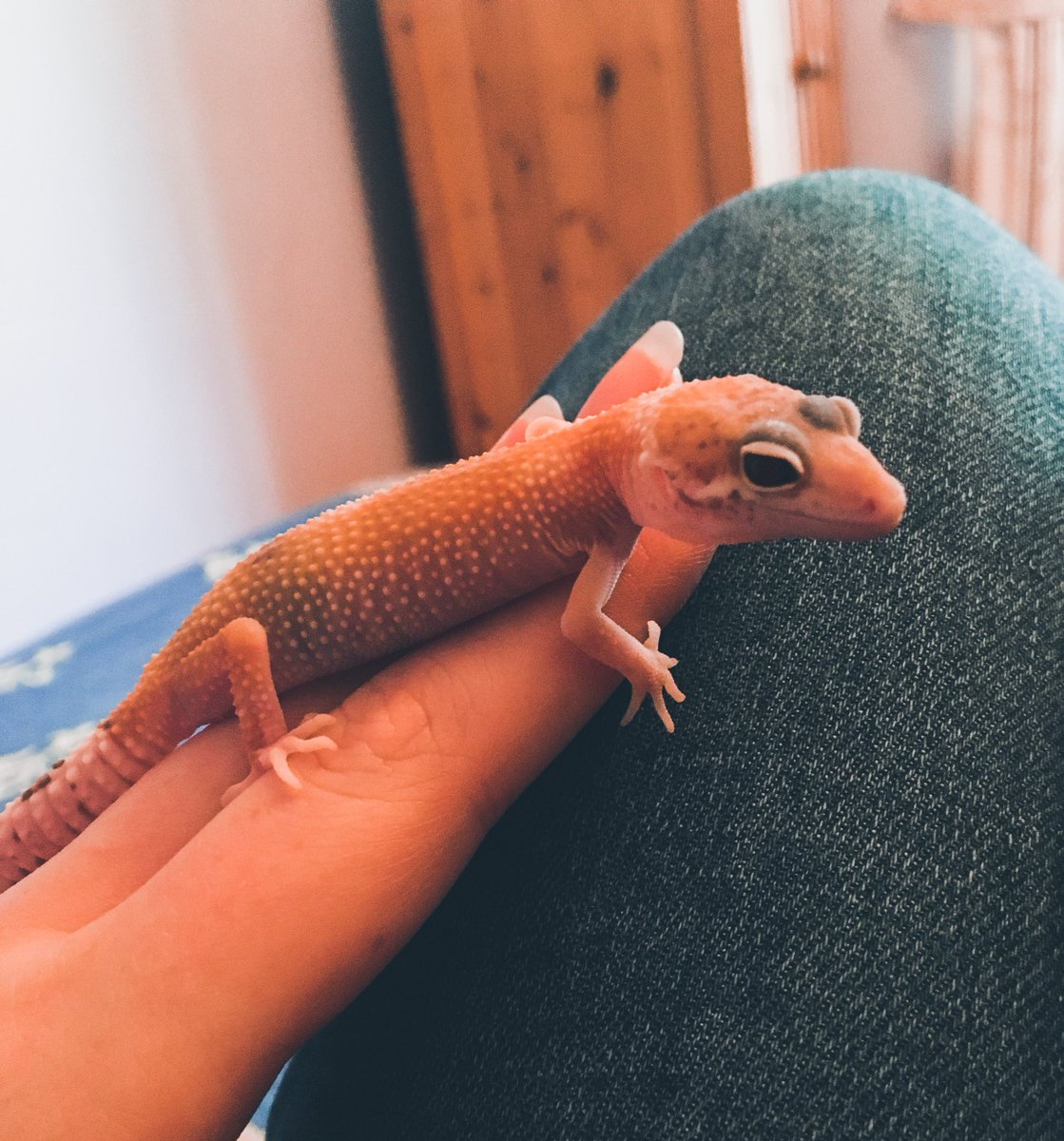 CraftyPinata's tweet image. Remi’s doing well! He loves his mealworms and likes to find places to hide in his spare time. 🦎 My slinky sausage also likes to lick a lot so he’s a pupper boi. 💕 He really does cheer me up when certain things get me down. 💞🦎