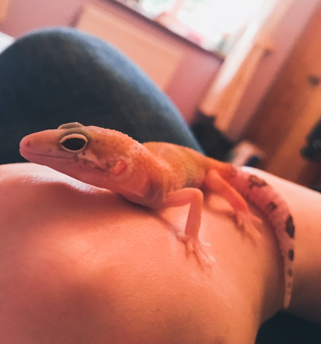 CraftyPinata's tweet image. Remi’s doing well! He loves his mealworms and likes to find places to hide in his spare time. 🦎 My slinky sausage also likes to lick a lot so he’s a pupper boi. 💕 He really does cheer me up when certain things get me down. 💞🦎