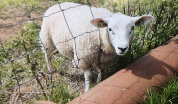 #Schaap #gered bij #Tjongerpad #Oldeholtwolde door #brandweer van #Heerenveen -..