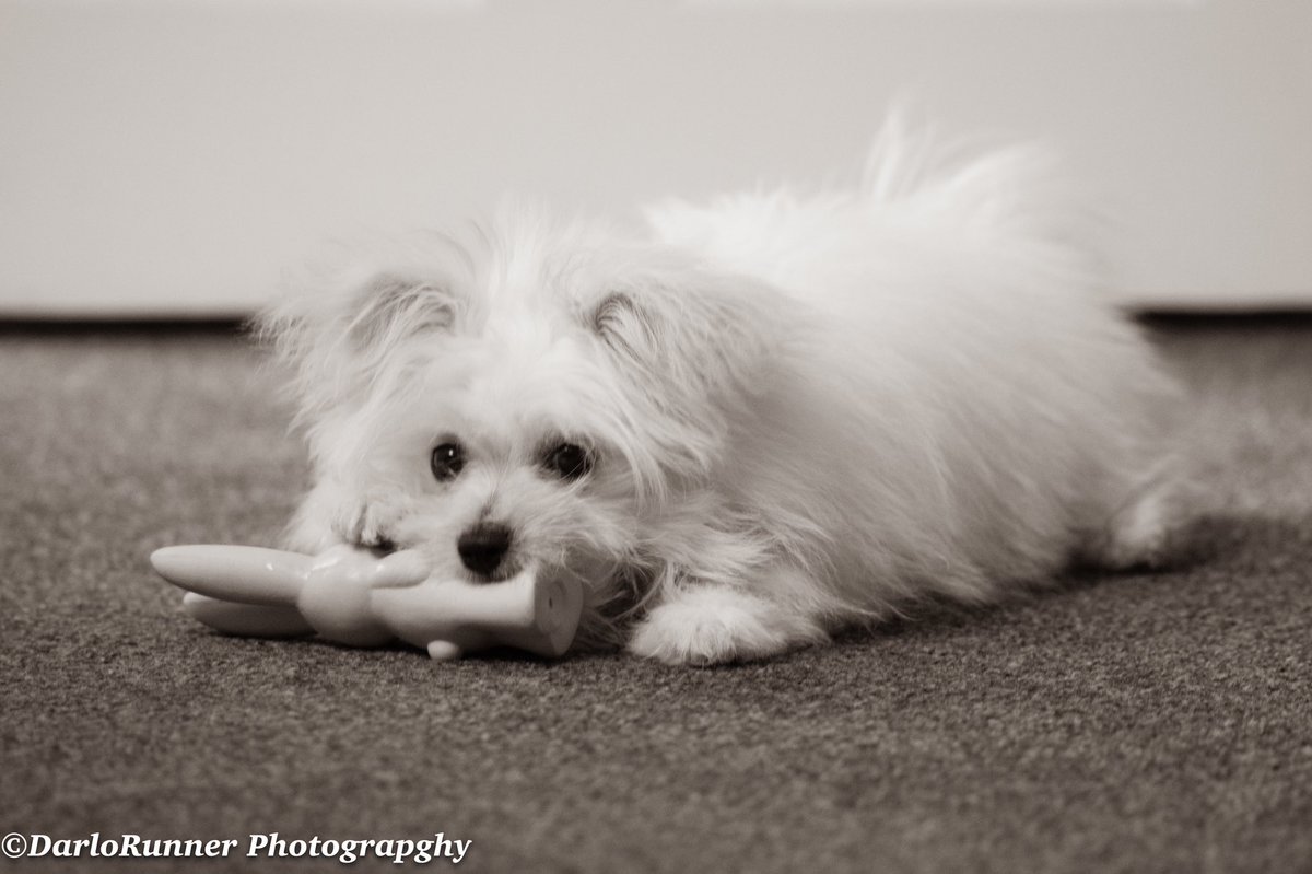 DRunnerPhotos's tweet photo. Had the delights of having Poppy stay over weekend 🐶 https://t.co/1xDzjvIs3Z