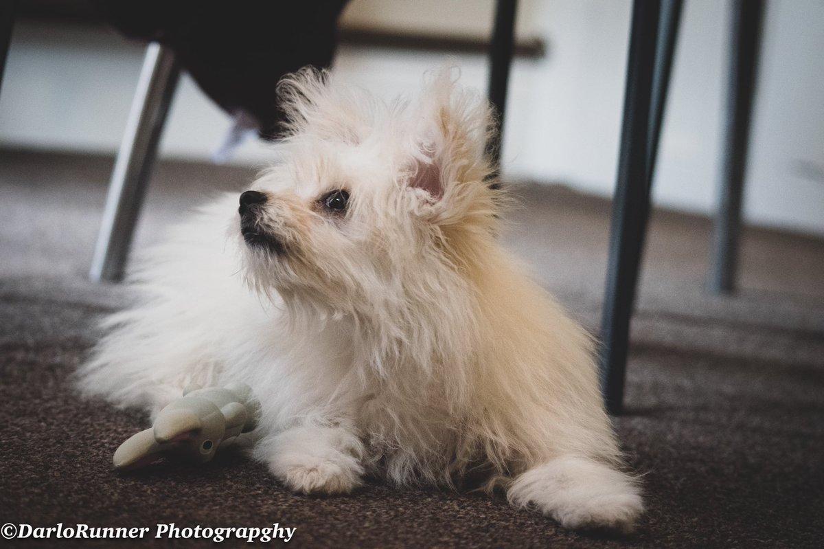 DRunnerPhotos's tweet photo. Had the delights of having Poppy stay over weekend 🐶 https://t.co/1xDzjvIs3Z