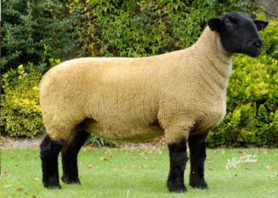 "Want to tighten up your lambing period?" Use a teaser ram!
Save money on our reduced price ram vasectomy days.
Please contact Anne at the Kendal surgery to book your slot 01539 722692