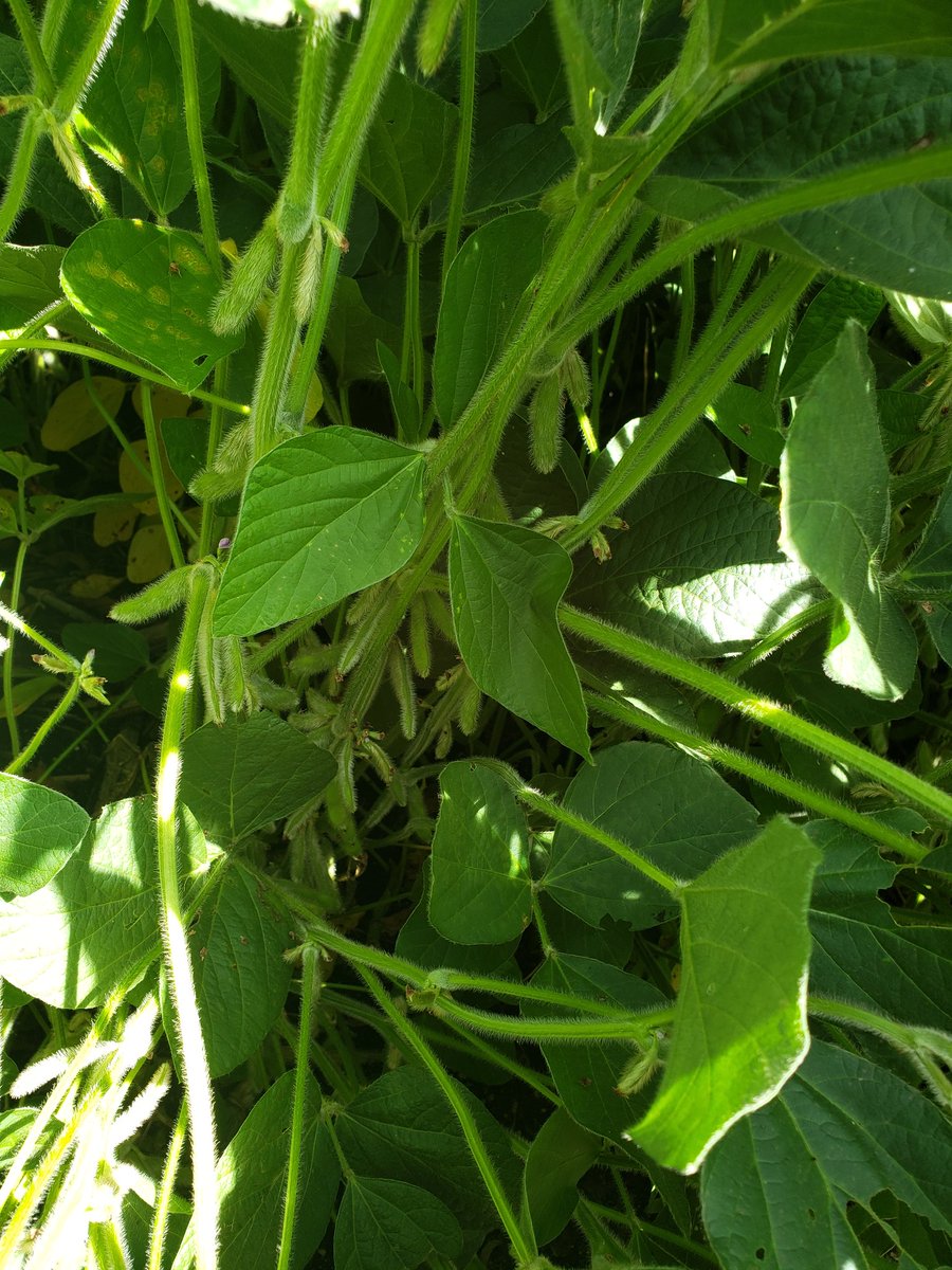 JerryRBeck's tweet image. #Allegianseed 23X05N looking like a top contender @CHS_Brandon1