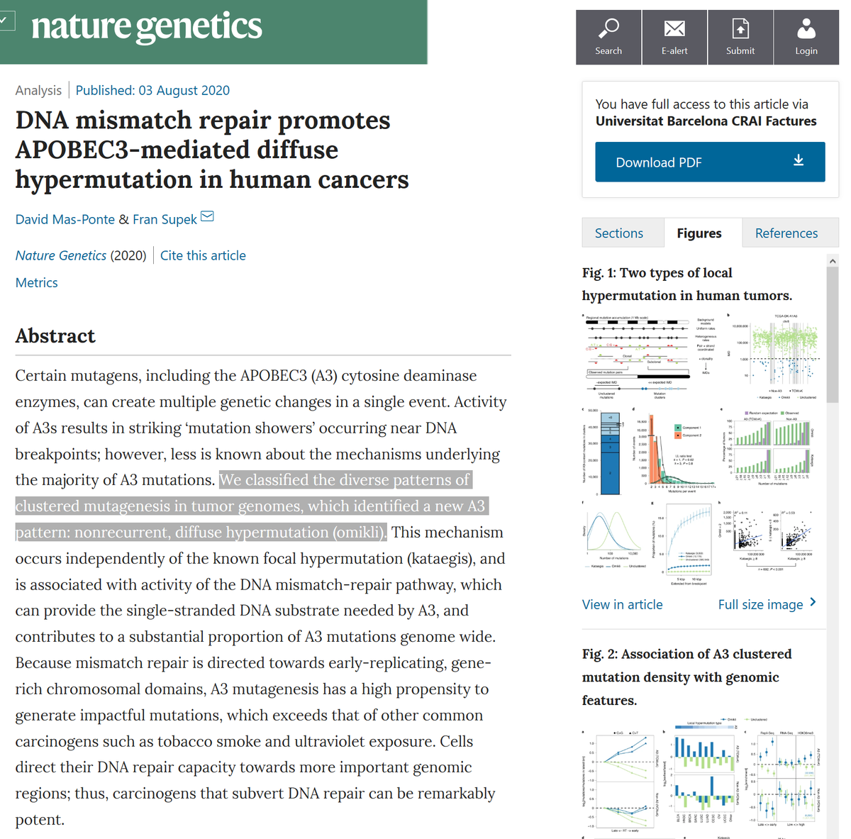 FranSupek's tweet photo. David's @davidmasp cool paper is out in @NatureGenet!

We identified a pattern of #mutation clustering in cancer #genomes, distinct from the known 'mutation showers'⛈️

We think one cause of such 'mutation fog'🌫️is DNA repair + APOBEC3A activity

read more https://t.co/dpdYOE45OR https://t.co/eE0iATrfRZ