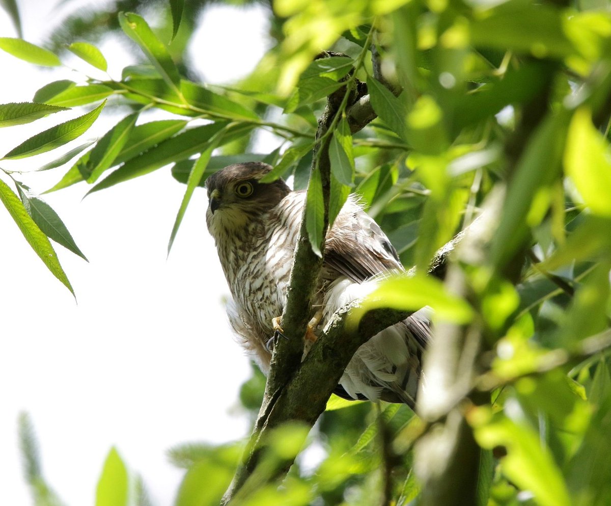 boonsnaps's tweet photo. Really enjoyed photographing young Sparrowhawks in the garden over the weekend! #sparrowhawk #rspb #wilduk #bto https://t.co/5s7ySgVTCJ