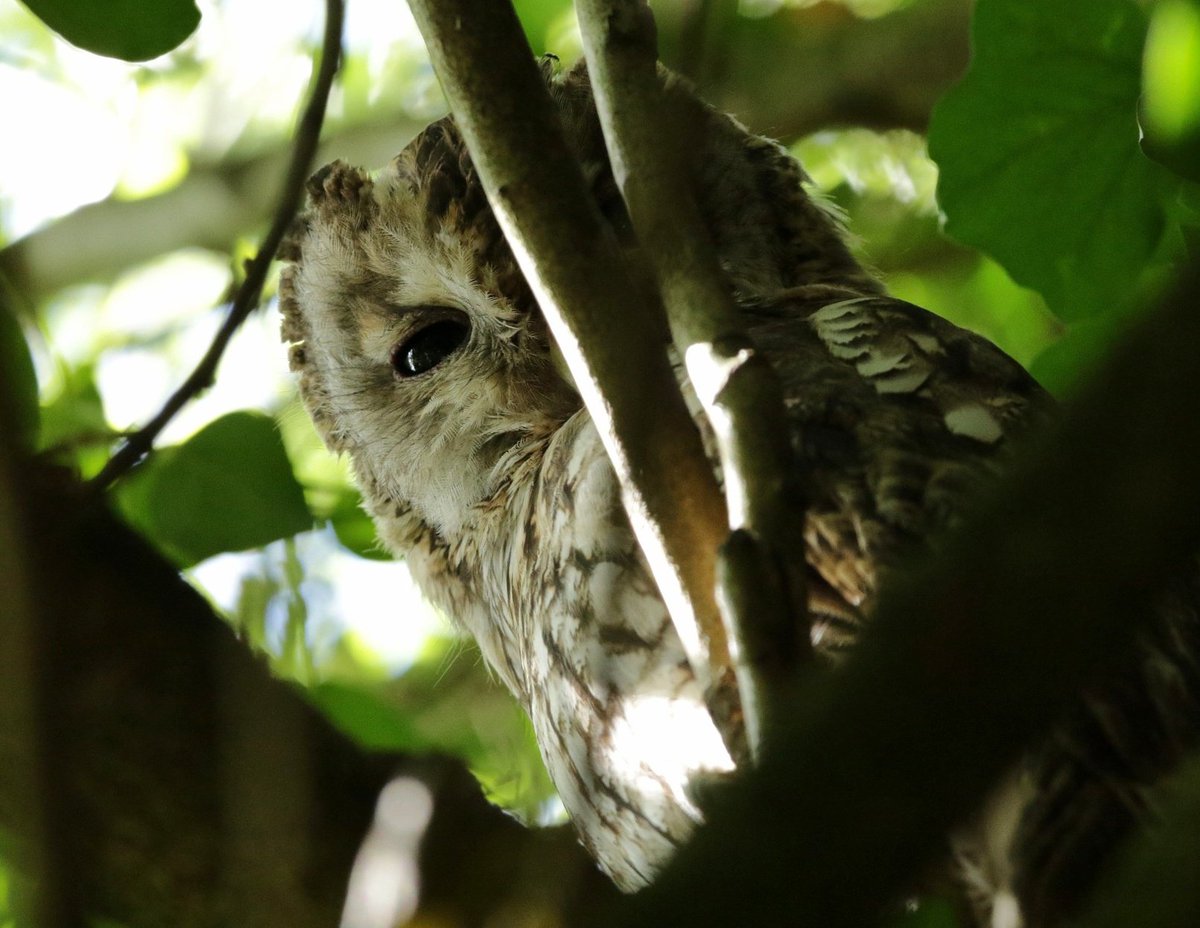 boonsnaps's tweet photo. Also happened to stumble across this beauty in the garden too, a gorgeous young tawny owl (this was a quick snap from a distance, didn't want to disturb)
#tawnyowl #owls #owl #rspb #wilduk #bto https://t.co/G1mr0sckkR