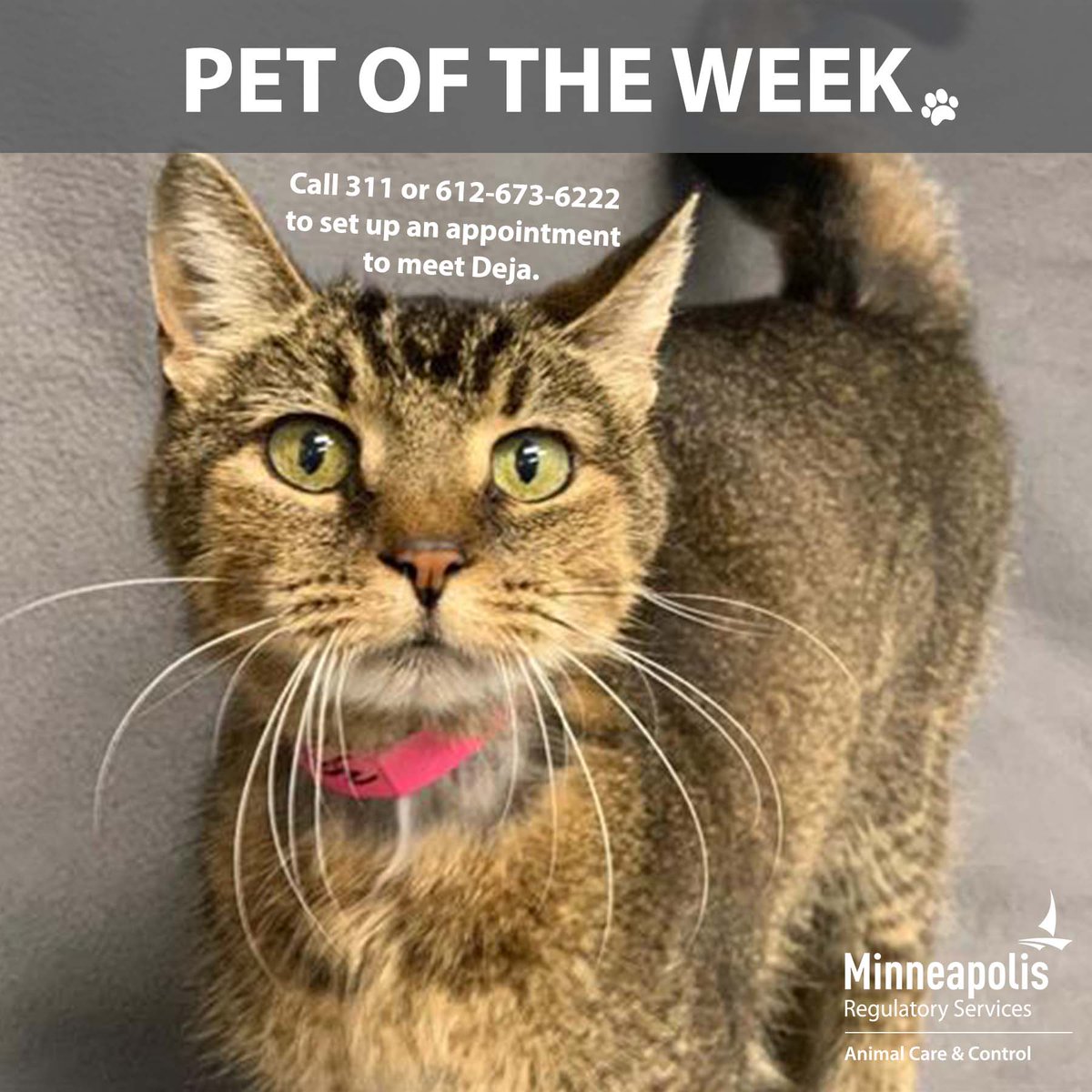 what do you call a spayed female cat