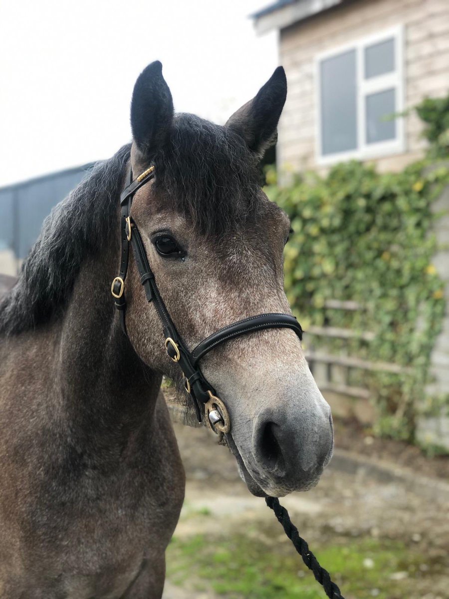Equine Elite Ireland tweet media