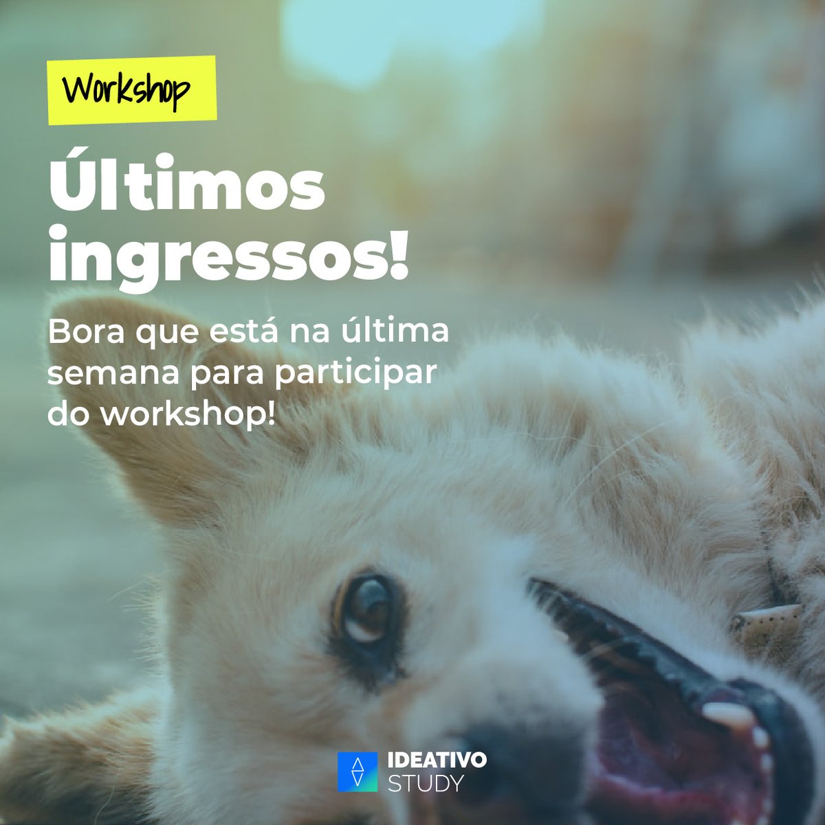 ideativodesign's tweet photo. ⚠️Últimos ingressos!⚠️
Os ingressos estão quase esgotados então corre que ainda dá tempo de garantir o seu!
O workshop acontece 10, 12 e 14 de Agosto.
Bora compartilhar conhecimento com a gente💙 

https://t.co/mzv2pG7gMo https://t.co/ge8aSIy607