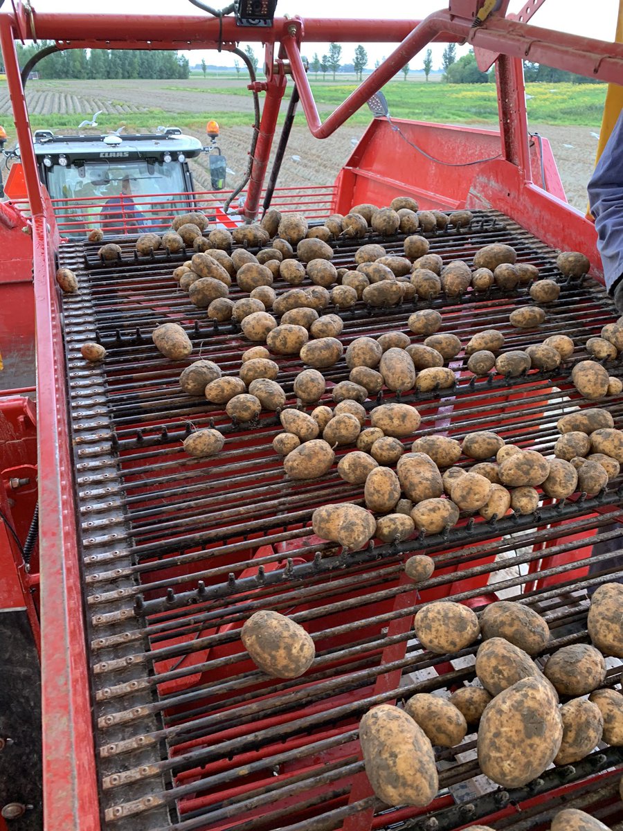 thomaspollema's tweet photo. Vandaag de eerste pootaardappels van #oogst20 gerooid https://t.co/l140SskcUV