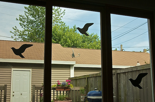 I talk to a lot of people about birds flying into windows. The most widely known methods for preventing collisions are silhouettes and UV decals, even though more effective solutions exist! Most people don’t know how to fix their window.  @BirdCrash_bot is living proof.